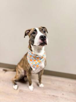 Mixed Breed Dogs Available for Adoption in Muskegon, Michigan - Nala | PetCurious