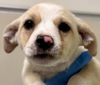 Squirrel -  Terrier Dog for Adoption in Walnut Creek, California - Squirrel | PetCurious
