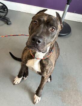 Kira -  Pit Bull Terrier Dog for Adoption in Salt Lake City, Utah - Kira | PetCurious