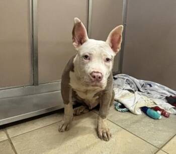 Mixed Breed Dogs Available for Adoption in Honolulu, Hawaii - Snuffy | PetCurious