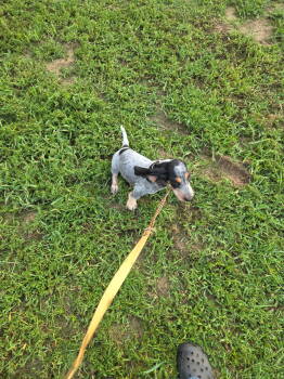 M1019 -  Basset Bleu De Gascogne Dog for Sale in Saltillo, Texas - M1019 | PetCurious
