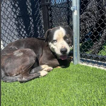 Pit Bull Terrier Dogs Available for Adoption in Los Angeles, California - Outback A2264847 | PetCurious