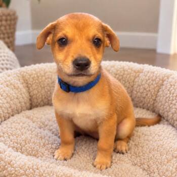 Brownie -  Chiweenie Dog for Adoption in Crosby, Texas - Brownie | PetCurious