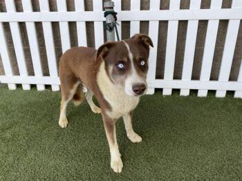 Border Collie and Mixed Breed Dogs Available for Adoption - MARS | PetCurious