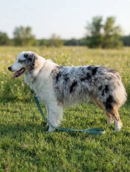 Champ  -  Australian Shepherd Dog for Sale in Fort Worth, Texas - Champ  | PetCurious