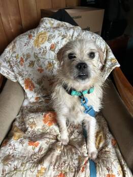 Mr. Marley -  Schnauzer and Jack Russell Terrier Dog for Adoption in Randolph, Massachusetts - Mr. Marley | PetCurious