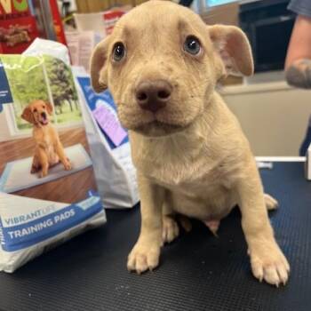 Chris Redfeild -  Catahoula Leopard Dog and Mixed Breed Dog for Adoption in Lake Panasoffkee, Florida - Chris Redfeild | PetCurious