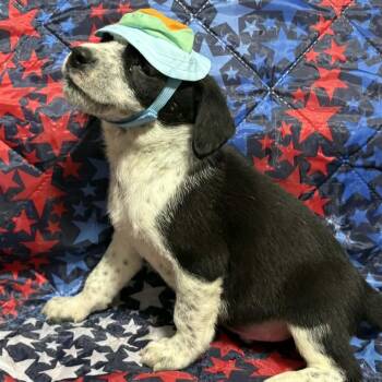 Pointer and Mixed Breed Dogs Available for Adoption in Fredericksburg, Virginia - Frosty Felix | PetCurious