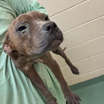 Mrs. Mole -  Mixed Breed Dog for Adoption in Memphis, Tennessee - Mrs. Mole | PetCurious