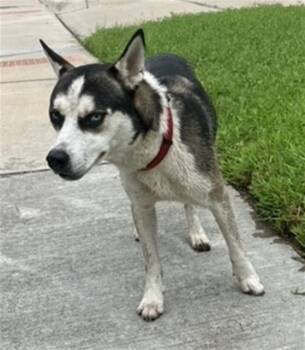 KNICK -  Husky and Mixed Breed Dog for Adoption in Baytown, Texas - KNICK | PetCurious