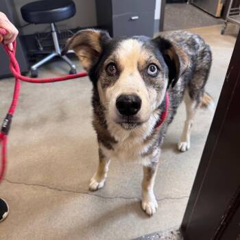 Vanessa -  Mixed Breed Dog for Adoption in Columbiana, Alabama - Vanessa | PetCurious