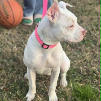 American Staffordshire Terrier Dogs Available for Adoption - Alani | PetCurious