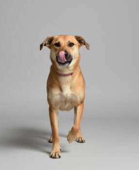 Hound Dogs Available for Adoption in Monroe, Louisiana - Baby | PetCurious