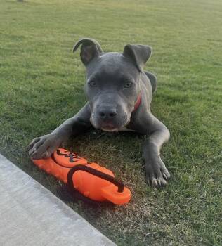 Pit Bull Terrier Dogs Available for Adoption in Rockaway, New Jersey - Felix Lonestar | PetCurious
