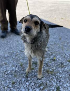 Muffin -  Mixed Breed Dog Available for Adoption in Manchester, Tennessee - Muffin | PetCurious