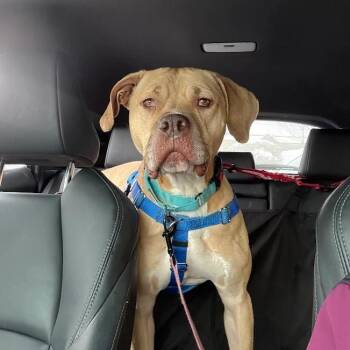 American Staffordshire Terrier Dogs Available for Adoption in South Elgin, Illinois - Baloo | PetCurious