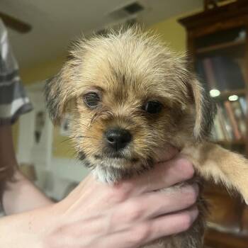 Mopsey -  Brussels Griffon and Terrier Dog for Adoption in Oceanside, California - Mopsey | PetCurious