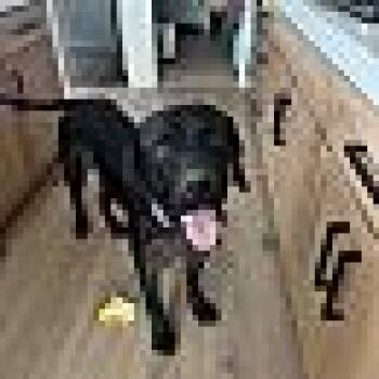 Rescue Mastiff and Great Dane Dogs for Adoption in Las Vegas, Nevada - Charlie | PetCurious