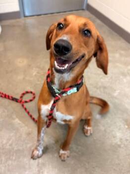 BUCKY -  Hound and Mixed Breed Dog for Adoption in Leesburg, Virginia - BUCKY | PetCurious