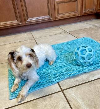 Lillith -  Yorkshire Terrier Dog for Adoption in Lacon, Illinois - Lillith | PetCurious