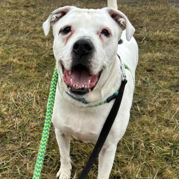 American Bulldog and Boxer Dogs Available for Adoption - Keller  | PetCurious