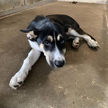 Husky and Shepherd Dogs Available for Adoption in Edinburg, Texas - Evan | PetCurious