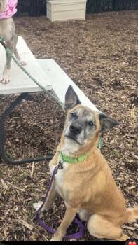 Nipsey Located in Nebraska -  Belgian Shepherd Malinois Dog for Adoption in Imlay City, Michigan - Nipsey Located In Nebraska | PetCurious