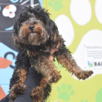 Murdock -  Yorkshire Terrier and Miniature Poodle Dog for Adoption in Belleville, Illinois - Murdock | PetCurious