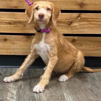 Carly -  Wirehaired Terrier and Vizsla Dog for Adoption in Mount Pleasant, Texas - Carly | PetCurious