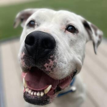 Terrier and Mixed Breed Dogs Available for Adoption in Gainesville, Georgia - Olaf | PetCurious