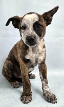 Sadie -  Australian Cattle Dog Blue Heeler and Mixed Breed Dog for Adoption in Morton Grove, Illinois - Sadie | PetCurious