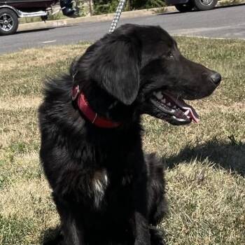 Calvin -  Golden Retriever and Labrador Retriever Dog for Adoption in Jay, New York - Calvin | PetCurious