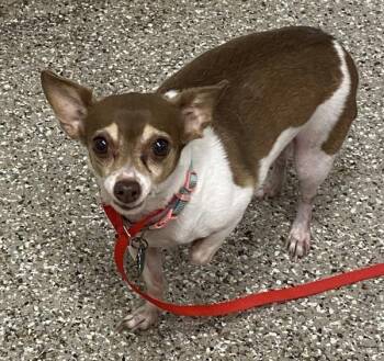 Hope -  Chihuahua Dog for Adoption in Vancouver, Washington - Hope | PetCurious