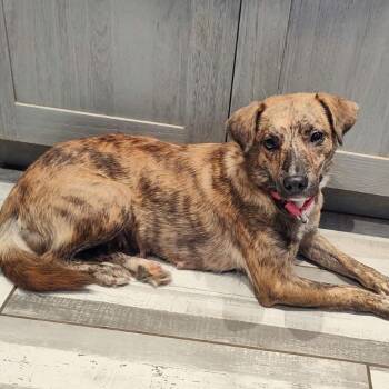 Angel -  Mixed Breed Dog for Adoption in Fredericksburg, Virginia - Angel | PetCurious