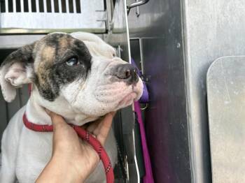 TENNESSEE -  American Bulldog and Mixed Breed Dog for Adoption in Fort Myers, Florida - TENNESSEE | PetCurious
