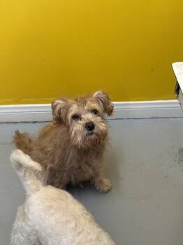 Rescue Terrier Dogs for Adoption in Los Angeles, California - Hart #0346 | PetCurious