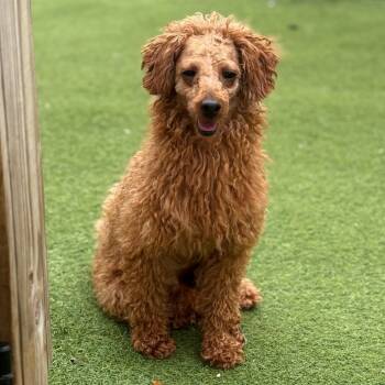 Rescue Poodle Dogs for Adoption in Loxahatchee Groves, Florida - Ben 9988 | PetCurious