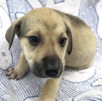 Aspen -  Shepherd Dog for Adoption in Thief River Falls, Minnesota - Aspen | PetCurious