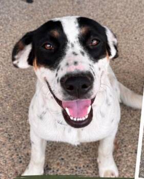 Daisy -  Australian Cattle Dog Blue Heeler Dog for Adoption in Grand Rapids, Michigan - Daisy | PetCurious