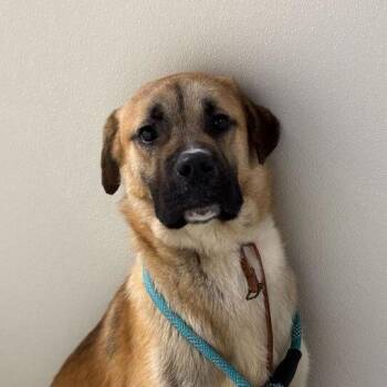 Mixed Breed Dogs Available for Adoption in Davenport, Iowa - Low Sodium Salt | PetCurious