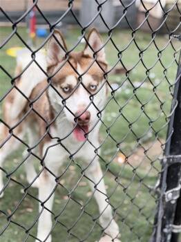 Siberian Husky Dogs Available for Adoption - KOBE | PetCurious