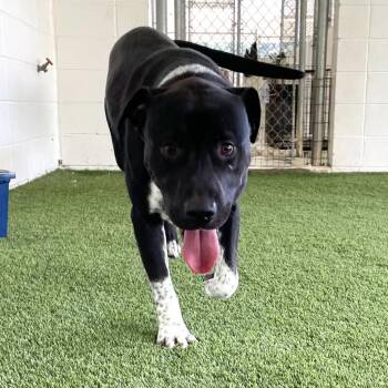 Rescue Labrador Retriever Dogs for Adoption in Loxahatchee Groves, Florida - Rowdy 6809 | PetCurious