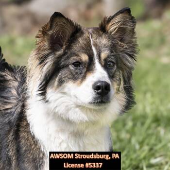 Bernese Mountain Dog and American Eskimo Dog Dogs Available for Adoption - Diamond | PetCurious