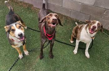 Australian Shepherd and Catahoula Leopard Dog Dogs Available for Adoption - Goose | PetCurious