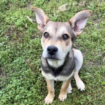 Husky and Beagle Dogs Available for Adoption in Pinson, Tennessee - Zula | PetCurious