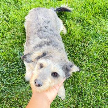Max 2 -  Miniature Poodle and Chihuahua Dog for Adoption in Cashmere, Washington - Max 2 | PetCurious