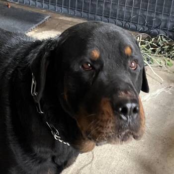 Rottweiler Dogs Available for Adoption in East St. Louis, Illinois - Thunk | PetCurious