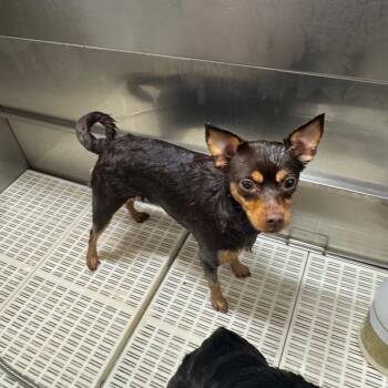Starlight -  Chihuahua and Mixed Breed Dog for Adoption in Brownsboro, Alabama - Starlight | PetCurious