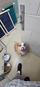 Rescue Pit Bull Terrier Dogs for Adoption in Zimmerman, Minnesota - Elora | PetCurious