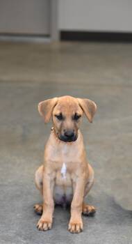 Rescue Labrador Retriever Dogs for Adoption - Kobe | PetCurious